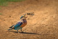 131 - INDIAN ROLLER CATCHING THE FEED - C R SATHYANARAYANA - india